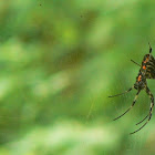 Male and Female spiders