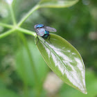 Northern blowfly or blue-bottle fly