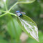 Northern blowfly or blue-bottle fly