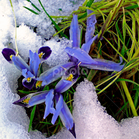 Ice Flower by Ershad Ghaderi - Flowers Flowers in the Wild