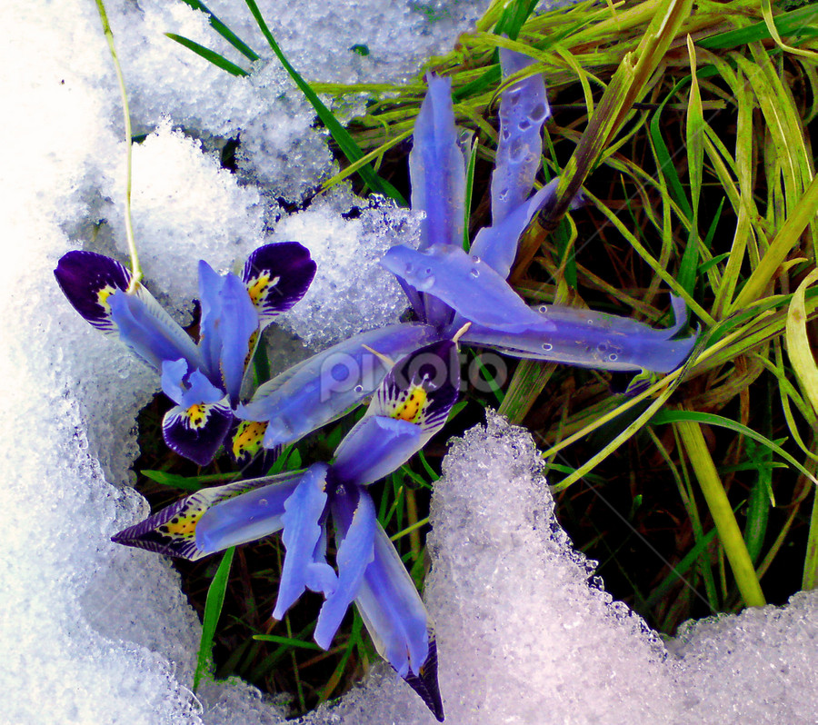 Ice Flower by Ershad Ghaderi - Flowers Flowers in the Wild