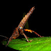 Heavy Stick Insect
