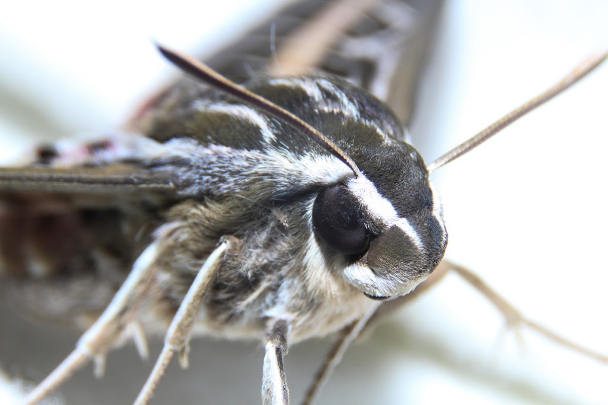 White-lined Sphinx Moth #7894