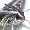 White-lined Sphinx Moth #7894