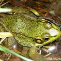 Northern Green Frog