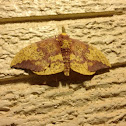 Imperial moth