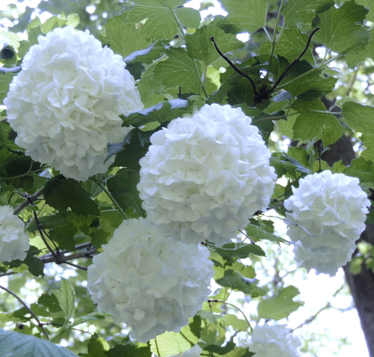 Snowball bush flowers
