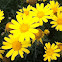 Yellow Daisy Bush