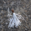 frozen milkweed seed