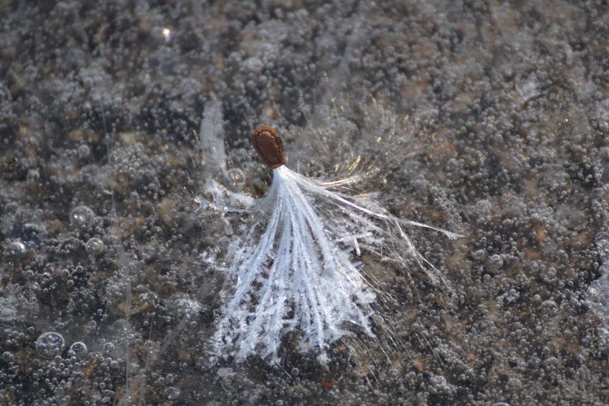 frozen milkweed seed