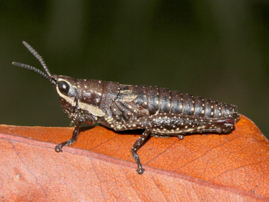 Alpine grasshopper