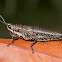 Alpine grasshopper