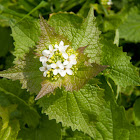 Garlic mustard