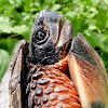 North American Wood Turtle