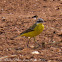 Blue-headed Yellow Wagtail