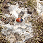 11-Spot Ladybird