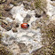 11-Spot Ladybird