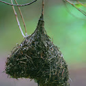 Weaver's Nest