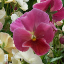 Pink Pansy