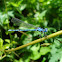 Blue damselfly