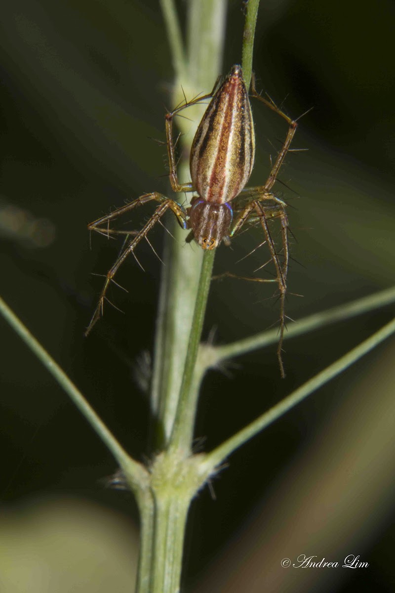 Common Lynx Spider