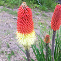 Torch Lily (also called Red Hot Poker)