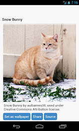 Cat Wallpapers poster 2