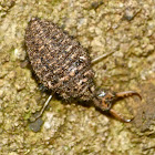 Antlion larva & nest