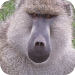 Baboon Wallpapers Icon