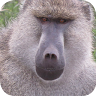 Baboon Wallpapers Application icon