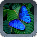 Magic Butterflies mobile app icon