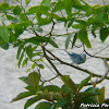 Blue-gray Tanager, Tangara azuleja