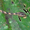 Common Blunthead snake