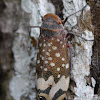 Fulgorid planthopper