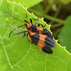 Banded net-wing beetle (mating)