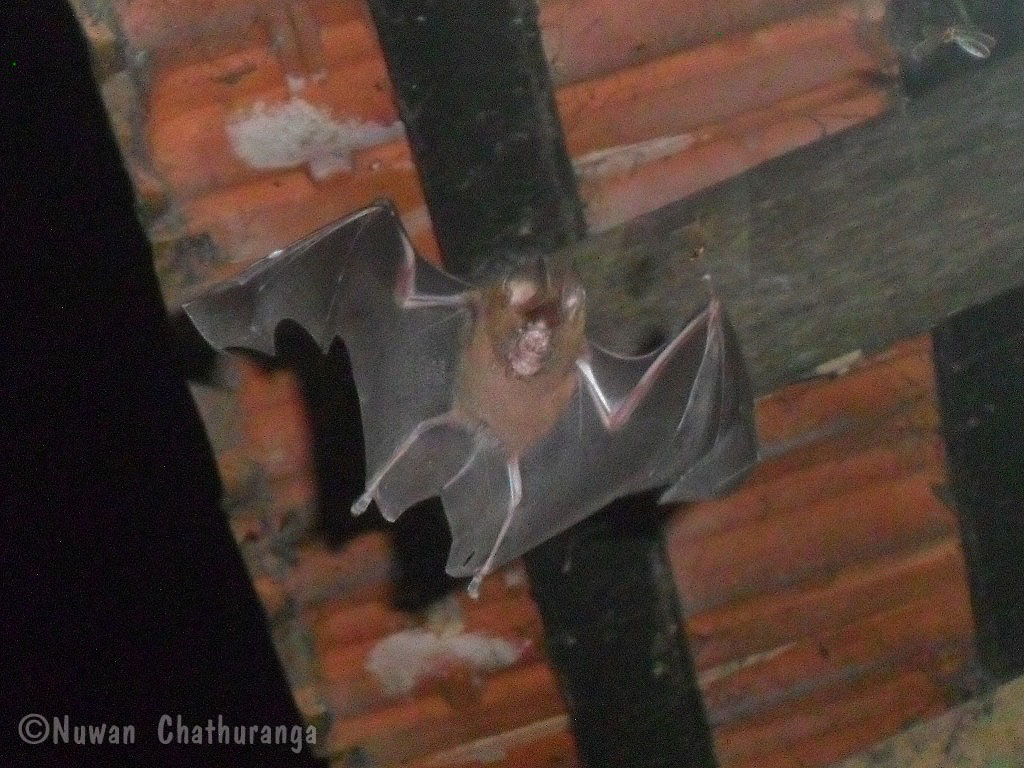 Leaf-nosed Bat