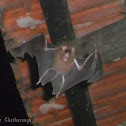 Leaf-nosed Bat