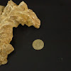 Alectryonia fossil