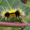 Spotted Tussock Moth Caterpillar