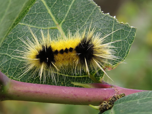 Spotted Tussock Moth Caterpillar | Project Noah