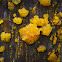 Witches' Butter