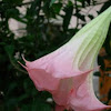 Brugmansia suaveolens (Brugmansia o Datura)