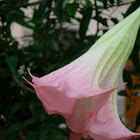 Brugmansia suaveolens (Brugmansia o Datura)