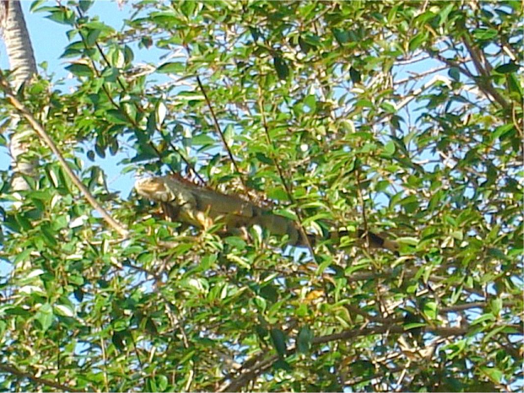 Iguana