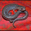 Zigzag Salamander (lead phase)