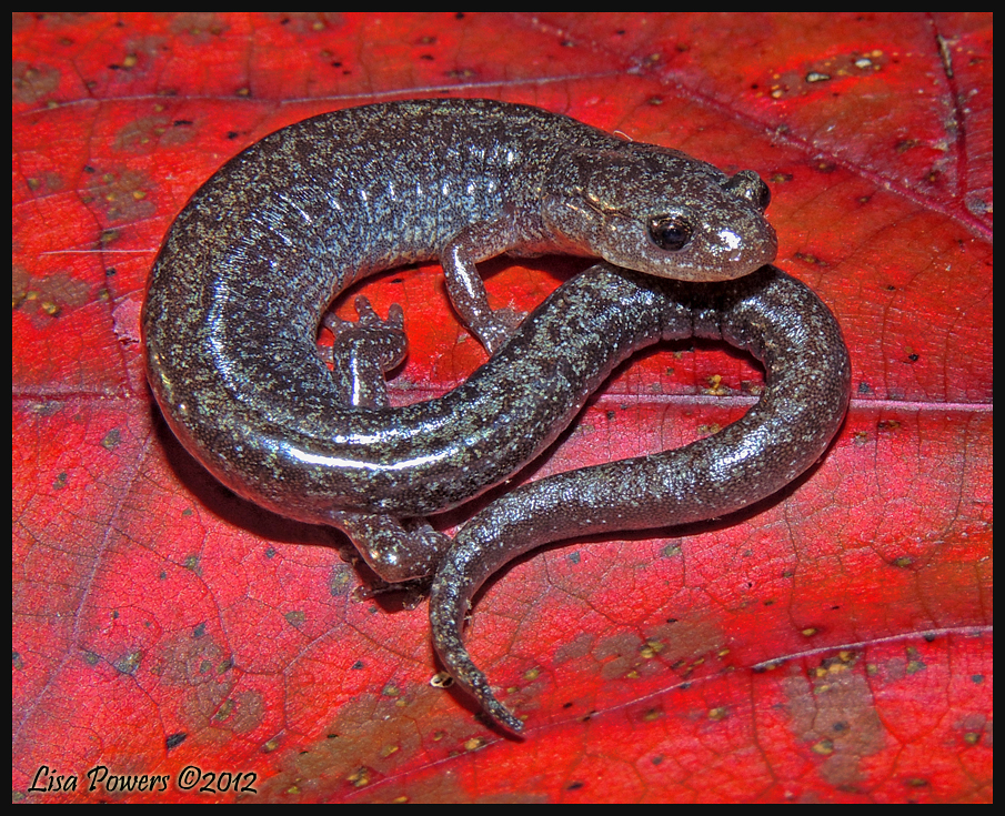 Zigzag Salamander (lead phase)