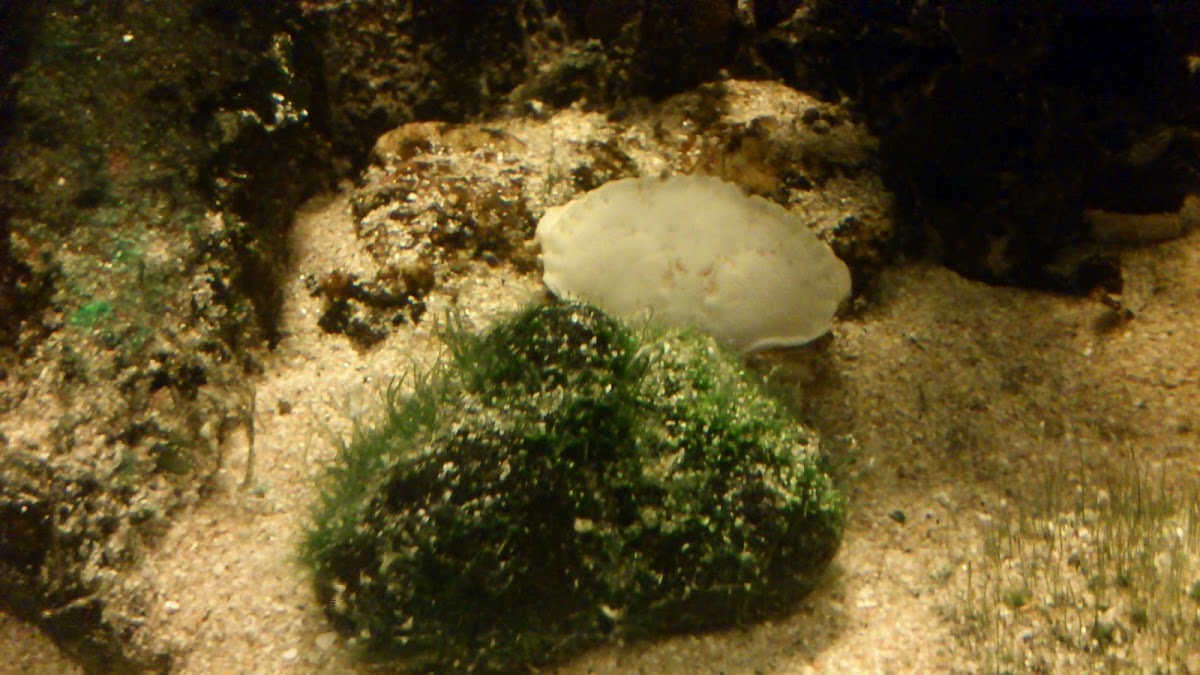 Boi de mar albino (gl), Buey de mar albino (es), edible crab or brown crab white (uk)