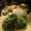 Boi de mar albino (gl), Buey de mar albino (es), edible crab or brown crab white (uk)