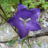 bellflower, Pfirsichblättrige Glockenblume