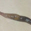 Unidentified slug